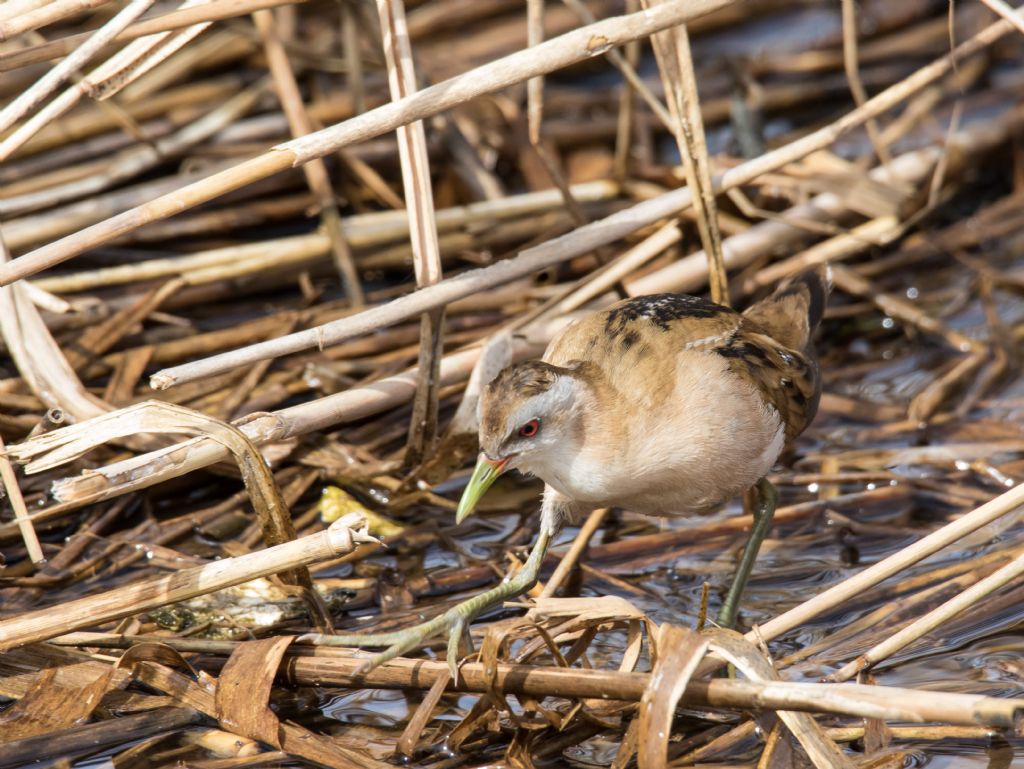 Schiribille (Porzana parva) in caccia